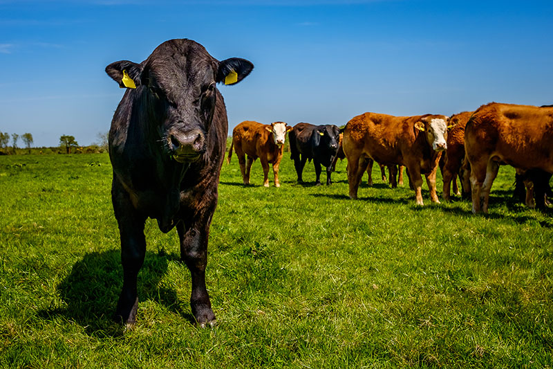 Cattle in field