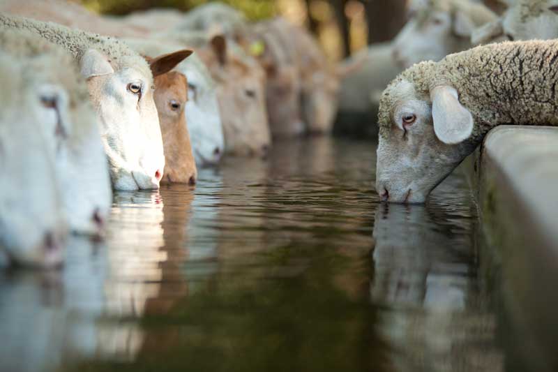 Magnesium to Prevent Grass Tetany in Cattle 