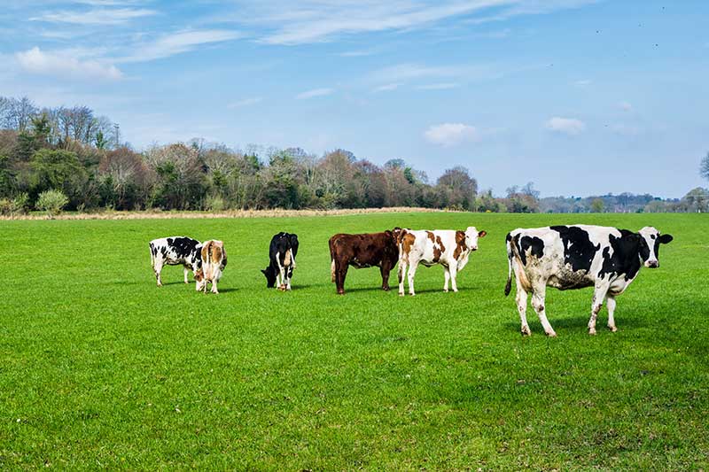  Do prioritise the best grass for high yielding and early lactation cows  