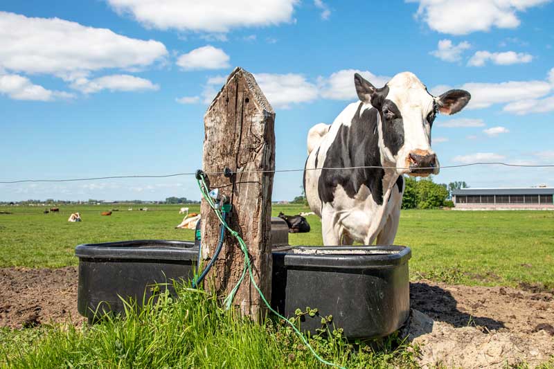 Grass Tetany in Cattle & Sheep: Causes, Symptoms and Feed Management