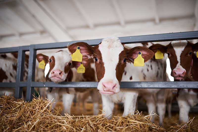 A Nutritionist’s Guide on Introducing Concentrates to Calves