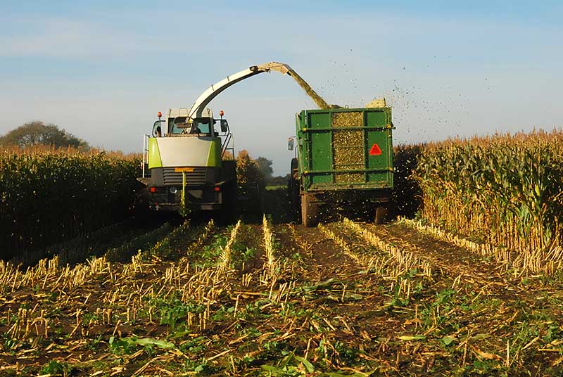 Points to Consider for Growing a Successful Crop of Forage Maize