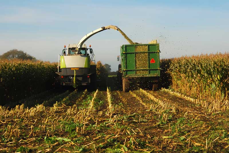 A late maize harvest can impact digestibility and palatability for farm animals 