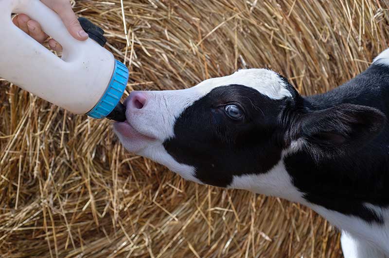 Core Benefits of High-Quality Calf Milk Replacer over Whole Milk