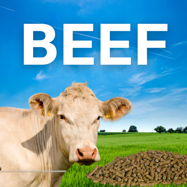 BEEF - 7