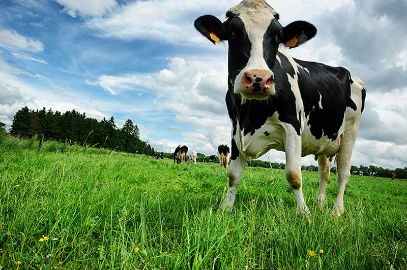 Importance of Mineral Supplements for Dairy Cows