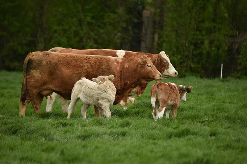 Body Condition Score your Suckler Cows for Autumn Calving Success