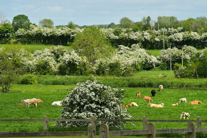 The Damage from Rumen Acidosis is Considerable 