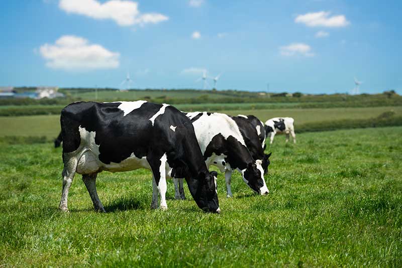 How Buffer Feeding Dairy Cows into the Autumn can lower Costs