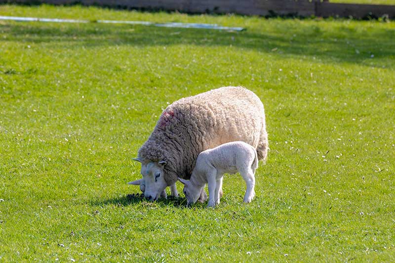  What Causes Grass Tetany in Cattle & Sheep? 