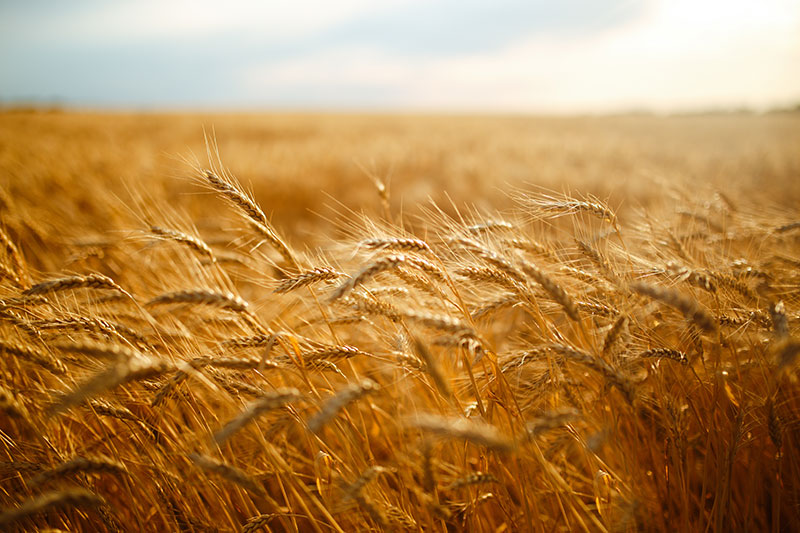 agriculture, barley, agricultural, autumn, background, beautiful