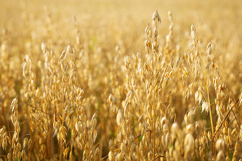 Ripe ears of oats in a field