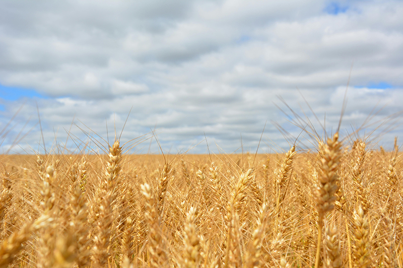 Field of Wheat