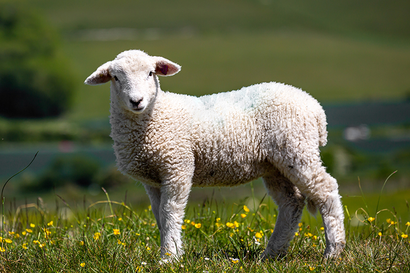 A Complete Feeding Guide to Finishing Store Lambs at Grass