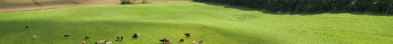 Connolly’s RED MILLS 20% Heifer Replacement Cube