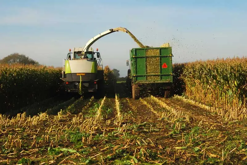 Maize Harvesting: Guide on Right Time for Yield & Nutrition Values