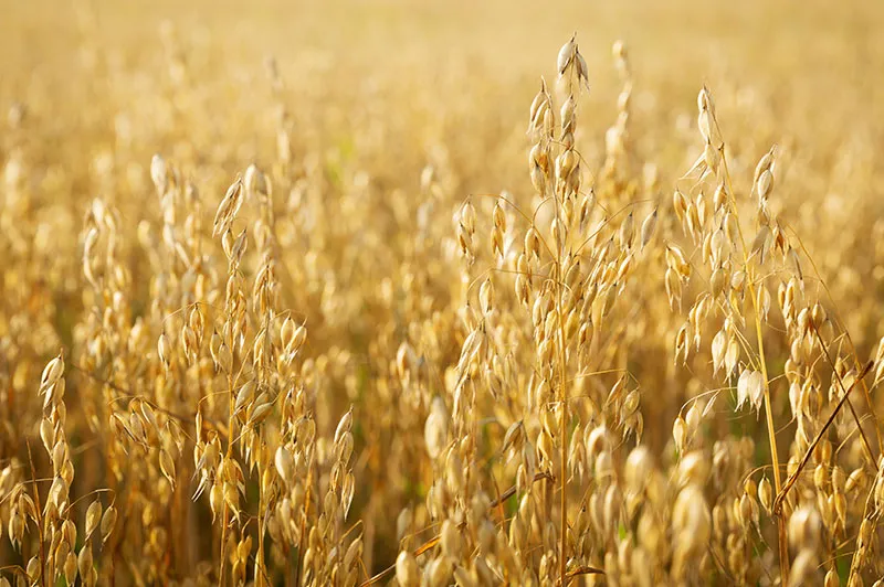 Spring and Winter Oat Seeds